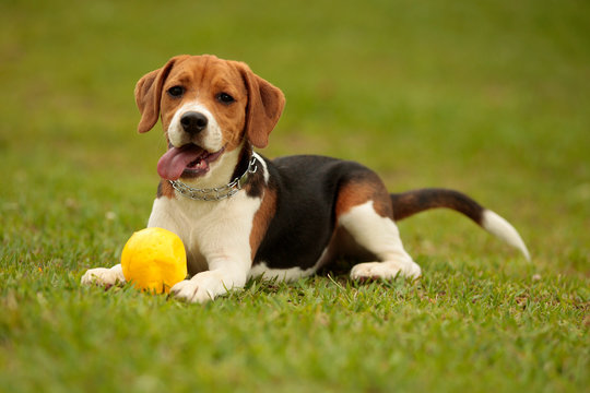 a beagle puppy plays with a ball in the park