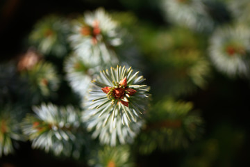 Naklejka na ściany i meble Young decorative blue spruce. Needles of blue spruce close-up. Texture. Natural blurred background. Image.