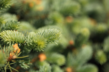 Young decorative blue spruce. Needles of blue spruce close-up. Texture. Natural blurred background. Image.