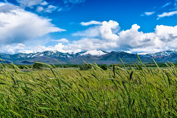 Snow peaked mountains across an endless vibrantly green meadow somewhere in the middle of nowhere...