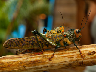 a grasshopper perches on a tree branch