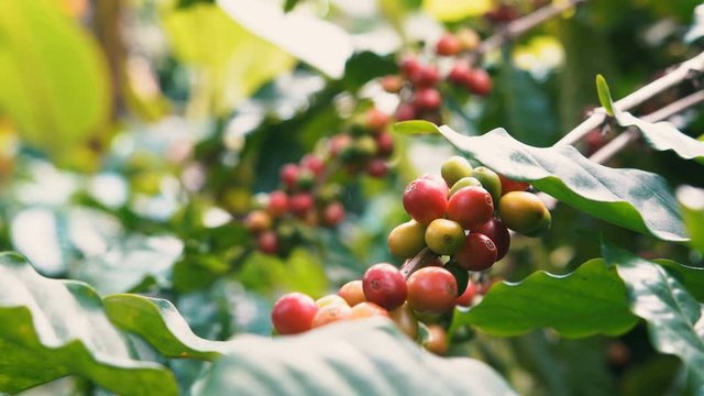 Coffee beans cherries on branch tree in the coffee plantation, close up camera shots