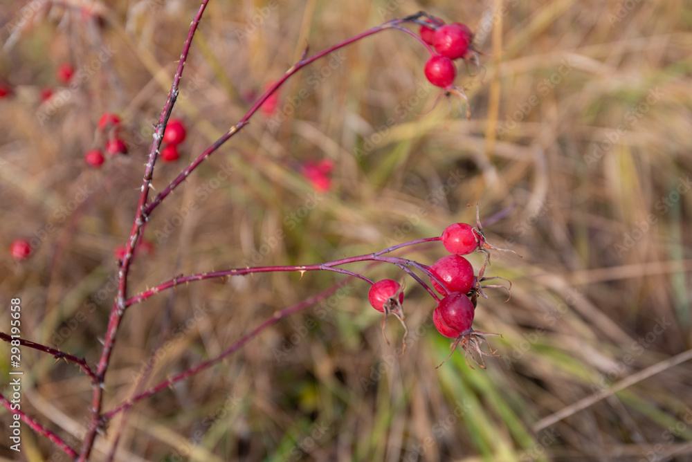 Canvas Prints rose hips in late autumn