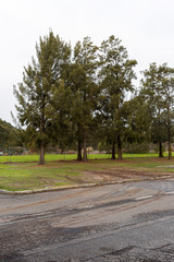 Fototapeta na wymiar Old unkept trees planted in industrial car parking lot.