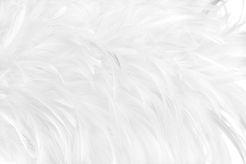 Beautiful white grey bird feathers pattern texture background. © Nattha99