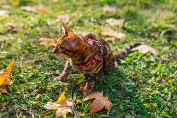 Cute little bengal kitty walking on the fallen yellow maple leaves