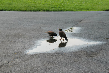 Acridotheres drinking water in puddle on road