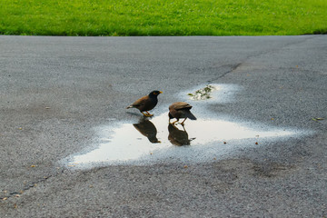 Acridotheres drinking water in puddle on road