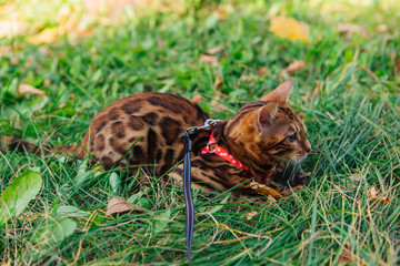 Cute little bengal kitty walking on the grass outdoors