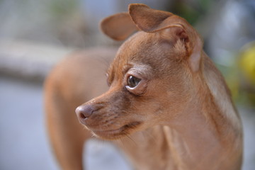 Min pin Chihuahua 