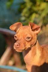 Min pin Chihuahua 