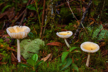 Mushrooms in Arvi Park, Colombia