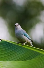 Naklejka premium Brazilian birds feeding in their backyard