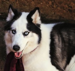 Closeup of beautiful siberian husky.