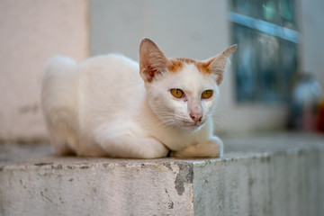 Fototapeta premium Portrait of white Thai with orange spots 