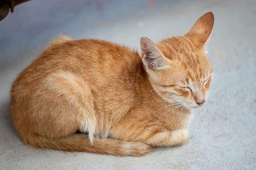 Fototapeta na wymiar Close up ginger kitten, sleepy Thai kitten 