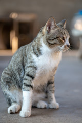 Portrait of striped Thai cat,  tabby cat