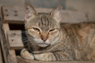 Obraz premium Portrait of striped Thai cat on small chair, relax cat