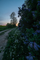 purple lilac and midnight