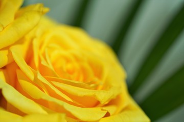 macro view on bright petals of yellow rose