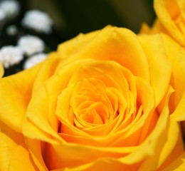 yellow rose on blurred background