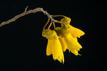 Close-up view of the yellow flowers of the spring flowering New Zealand native Kowhai tree, isolated against a black background. The Kowhai flowers provide a nectar source for Tuis and other birds.