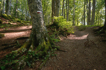 path in the sacred forest, near the Sanctuary of La Verna, in Casentino, of white firs and beeches illuminated by sunbeams that filter through the branches