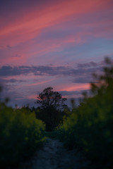 Rapeseed at suset time