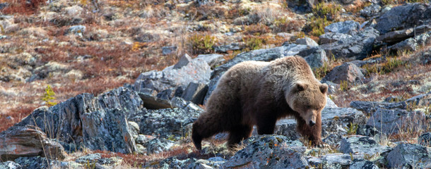 Grizzly Bear [ursus arctos horribilis] in the mountain above the Savage River in Denali National...