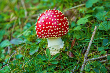 Fliegenpilz - Allgäu - giftig - Mushroom