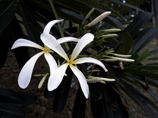 Fototapeta premium Flower beautiful in the garden