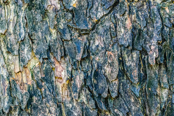 Bark with rough surface.