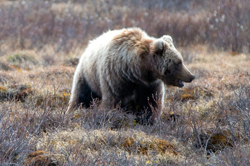 Grizzly Bear [ursus arctos horribilis] in the mountain above the Savage River in Denali National Park in Alaska United States