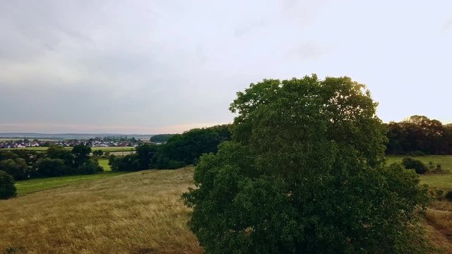 Drone slowly circeling around a big tree revealing a golden sunset. Filmed in 4k.