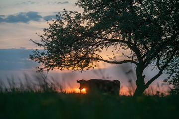 cow at suset time
