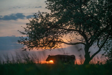 cow at suset time