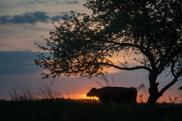 cow at suset time