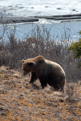 Fototapeta na wymiar Grizzly Bear [ursus arctos horribilis] in the mountain above the Savage River in Denali National Park in Alaska United States