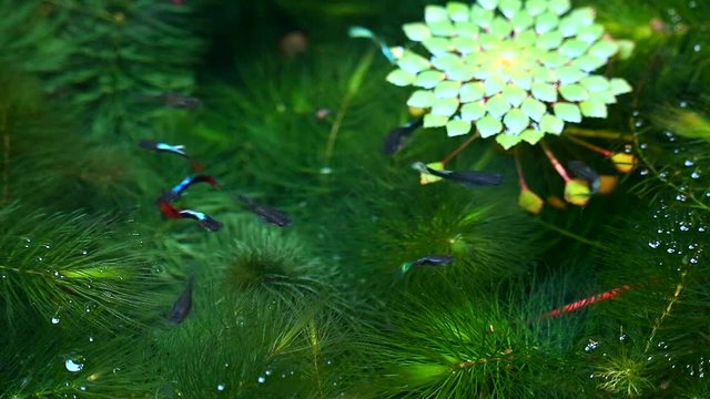 Water chestnut, Water caltrops, False loose strife, Horn Chestnut2