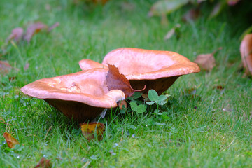 Pilzvorkommen auf einem Rasen