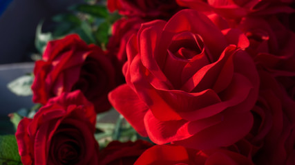 red rose close up