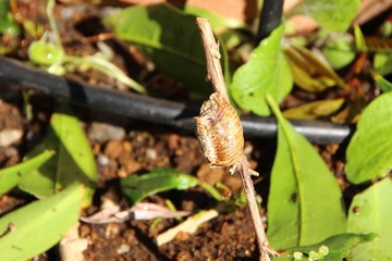 カマキリの卵