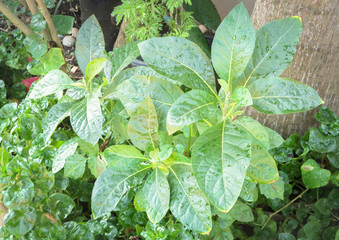 Obraz premium Nan Chao Woei or Gymnanthemum extensum, medicinal herb