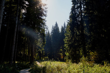 Forest with big trees in a summer day
