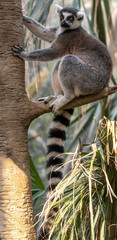 Grey, White, and Maroon  Fur on a Ring Tail Lemur  in a Tree