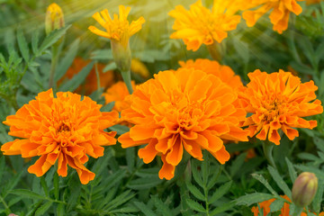 orange marigolds  bloom with morning light
