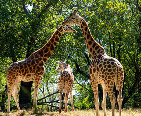 Trio of Giraffes with Neck Arch in a Field
