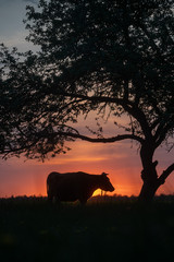 cow at suset time
