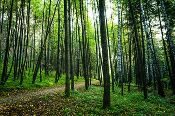 Pathway through beautiful summer forest with different trees