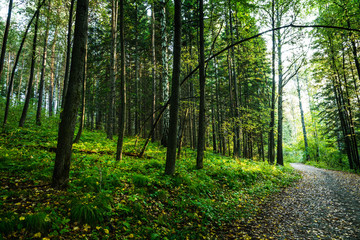 Pathway through beautiful summer forest with different trees